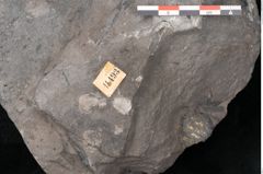 Foto (Detailansicht) von Plantae indet.  (NHMW-GEO-2024-0188-11493)